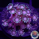 Alveopora spp. „Gentle Flower“