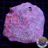 Echinophyllia spp. 🌈 „Rainbow Dragon“ 🐉 WYSIWYG „AD Special“