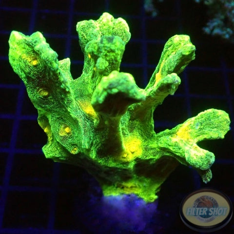 Pectinia spp. „Space Invader“ WYSIWYG