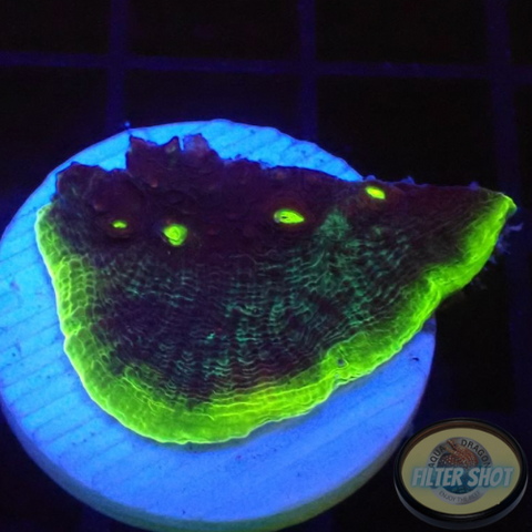 Echinophyllia spp. “Dr. Doom” WYSIWYG