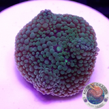 Ricordea florida „Foamy Pearl“ AD Special