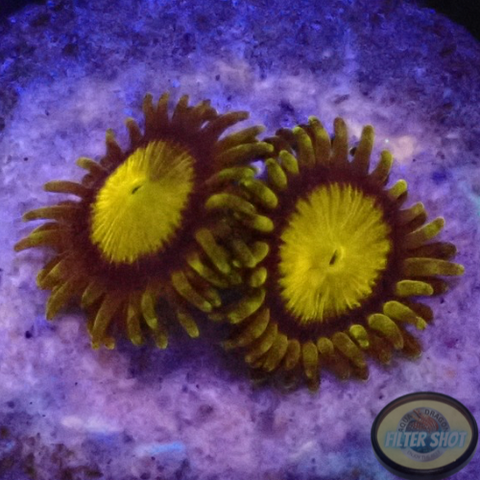 Krustenanemonen „King Midas“