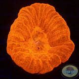 Homophyllia australis „Flaming Donut“ WYSIWYG