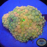 Ricordea florida „Pink Pearl“ WYSIWYG