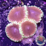 Krustenanemonen „Mesosphere“ WYSIWYG