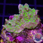 Montipora stellata „Star Wars“ WYSIWYG
