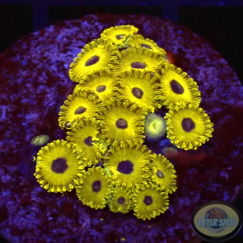Krustenanemonen „Golden Hornet“ 🐝 WYSIWYG „AD Special“