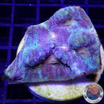 Echinophyllia spp. „Raja in Pajamas“ WYSIWYG