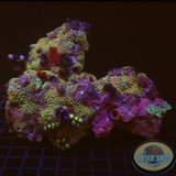 Porites bisperma 🇦🇺 WYSIWYG