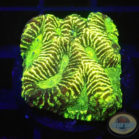 Platygyra spp. “Labyrinth” WYSIWYG