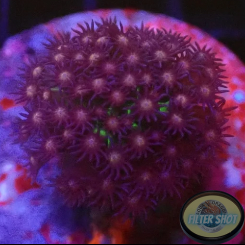 Porites spp. „Caribe Bay“ WYSIWYG „AD Special“