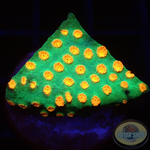 Cyphastrea spp. „Jingle Bells“ WYSIWYG