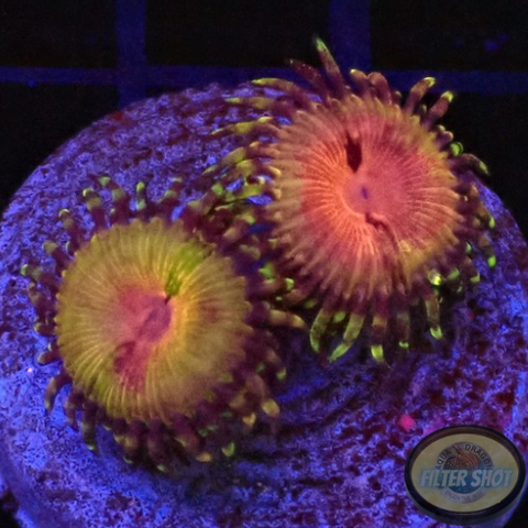 Krustenanemonen „Kamikaze Hush“ WYSIWYG „AD Special“