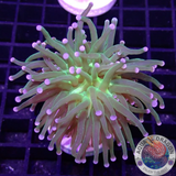 Euphyllia glabrescens „Blueberry“ WYSIWYG