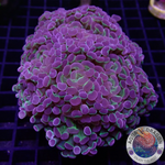 Euphyllia baliensis „Hologramm“ WYSIWYG