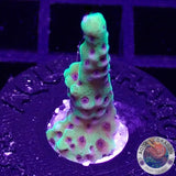 Montipora capitata “Berry”