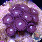 Krustenanemonen „Black Hole Sun“