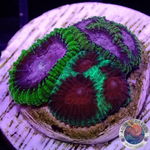 Favia spp. “Fusion” WYSIWYG