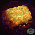 Cyphastrea spp. „Star“