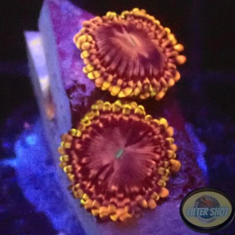 Krustenanemonen “Koala Eye” AD Special