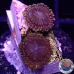 Krustenanemonen “Koala Eye” AD Special