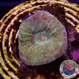 Dipsastraea spp. “Blood Diamond” WYSIWYG “AD Special”