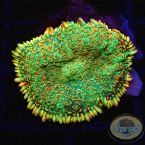 Rhodactis spp. „Monet“ WYSIWYG „AD Special“