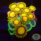 Krustenanemonen „King Midas Saphire“ WYSIWYG