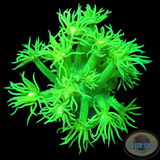 Goniopora spp. „Toxic Flower“