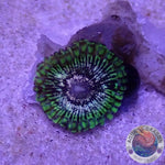 Krustenanemonen „Adonis“
