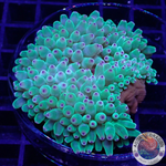 Entacmaea quadricolor WYSIWYG