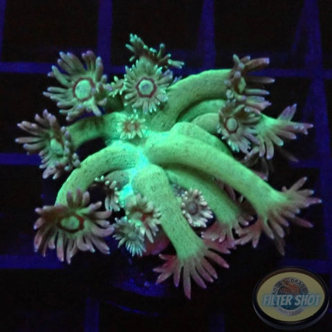 Goniopora spp. „Velvet“