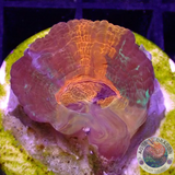 Homophyllia australis „ADC Master“ WYSIWYG