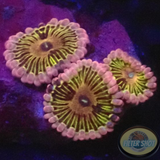 Krustenanemonen „Stratocaster“ WYSIWYG „AD Special“