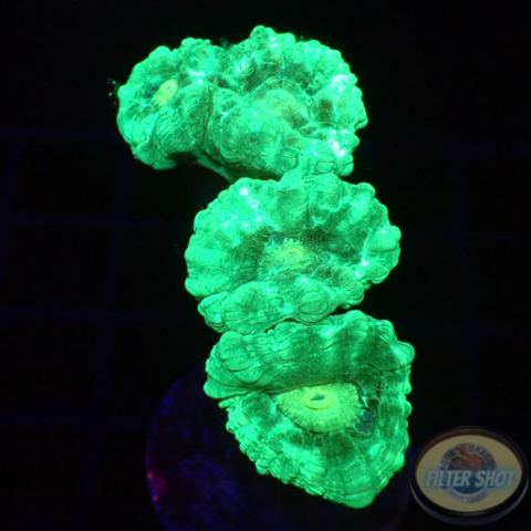 Caulastraea spp. “Mint” WYSIWYG