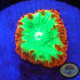 Blastomussa wellsi „Fire Kryptonite“ WYSIWYG „AD Special“