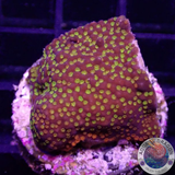 Montipora spp. „Rainbow“