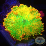 Rhodactis spp. „Tequila Sunrise“ AD Special