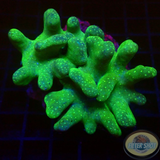 Lobophytum spp. WYSIWYG