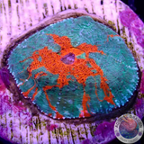 Echinophyllia spp. „Headshot“ WYSIWYG