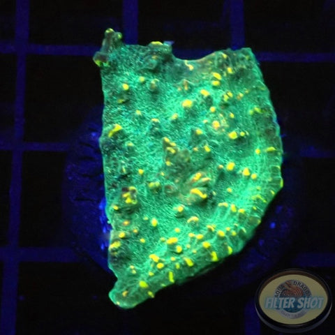 Echinophyllia spp. „Croco“