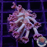 Goniopora spp. „Velvet“