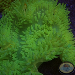 Radianthus crispa WYSIWYG