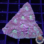 Favia spp. „Groggy“ WYSIWYG