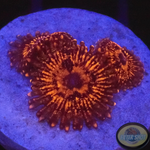 Krustenanemonen „Nightmare“