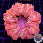 Cynarina lacrymalis “Ultra Donut” WYSIWYG