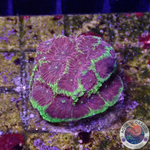 Favia spp. „Inferno“ WYSIWYG