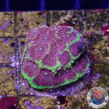 Favia spp. „Inferno“ WYSIWYG