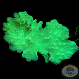 Sinularia brassica „Toxic Leaf“ WYSIWYG
