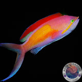 Nemanthias carberryi „Fahnenbarsch“